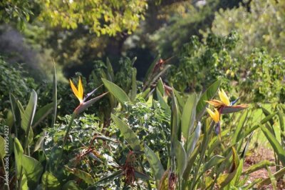 Papier peint  Beautiful Strelitzia flowers with yellow and lilac blossoms in the renowned Kirstenbosch National Botanical Garden. Near Cape Town, South Africa, Africa.
