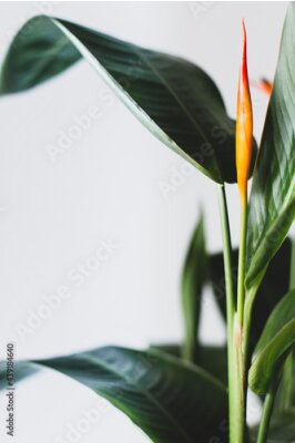 Papier peint  Beautiful Strelitzia. Green plant with big leaves and orange flower on white background.