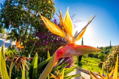 Papier peint  beautiful strelitzia in the garden