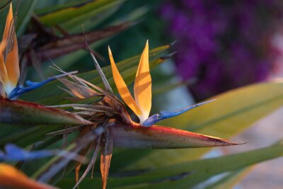 Papier peint  beautiful strelitzia in the garden
