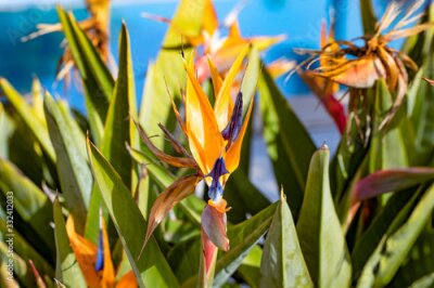 Papier peint  beautiful strelitzia in the garden
