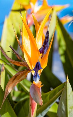 Papier peint  beautiful strelitzia in the garden