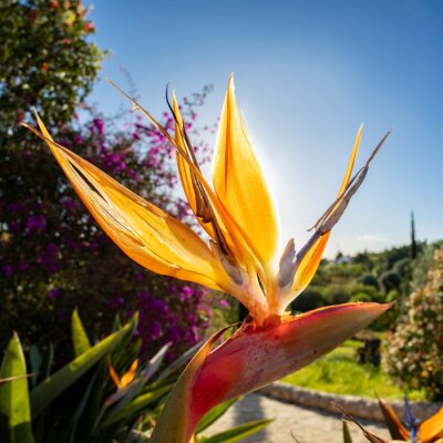 Papier peint  beautiful strelitzia in the garden