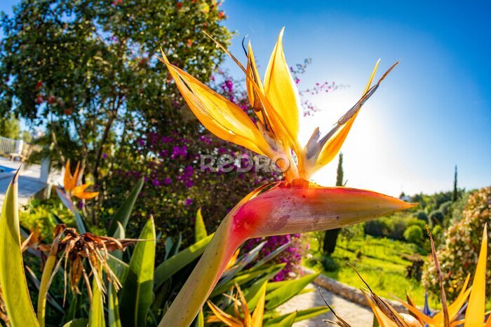 Papier peint  beautiful strelitzia in the garden