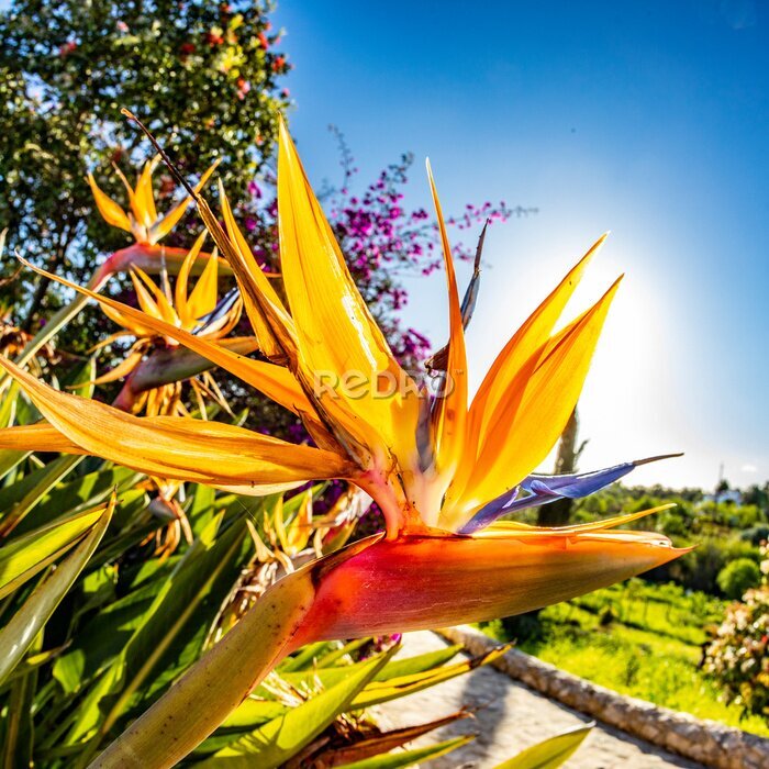 Papier peint  beautiful strelitzia in the garden