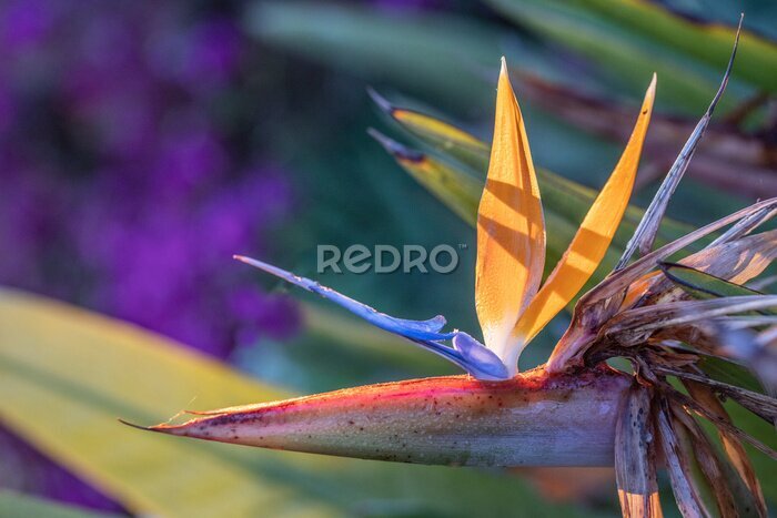 Papier peint  beautiful strelitzia in the garden