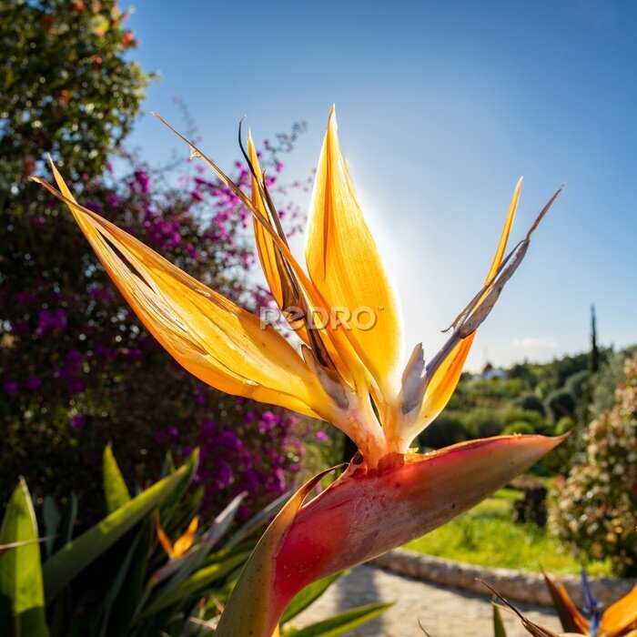 Papier peint  beautiful strelitzia in the garden