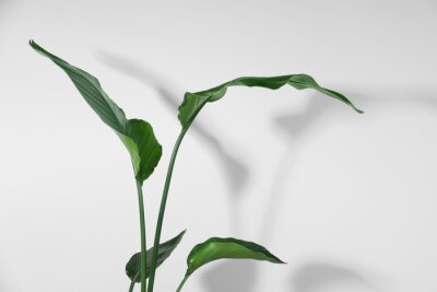 Papier peint  Beautiful strelitzia near white wall. Exotic houseplant
