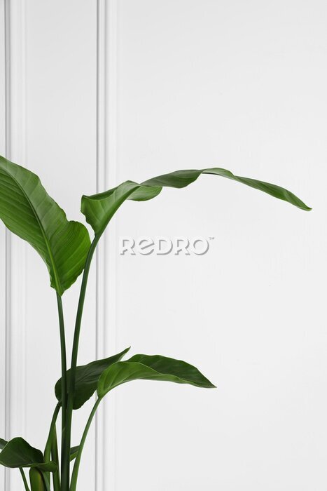 Papier peint  Beautiful strelitzia near white wall. Exotic houseplant