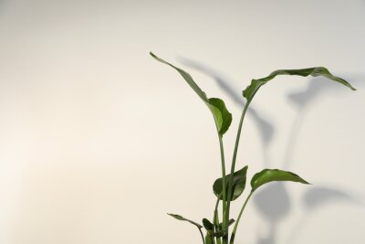 Papier peint  Beautiful strelitzia near white wall, space for text. Exotic houseplant