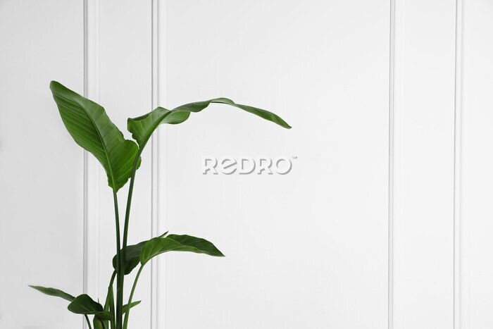 Papier peint  Beautiful strelitzia near white wall, space for text. Exotic houseplant