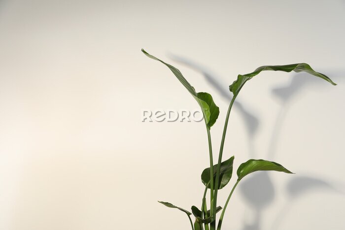 Papier peint  Beautiful strelitzia near white wall, space for text. Exotic houseplant