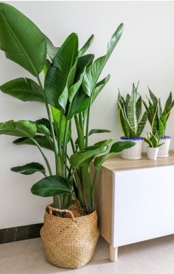 Papier peint  Beautiful Strelitzia nicolai (Giant White Bird of Paradise) Plant decorating home interior, besides wooden cabinet with snake plants on top