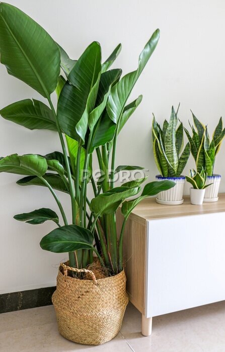Papier peint  Beautiful Strelitzia nicolai (Giant White Bird of Paradise) Plant decorating home interior, besides wooden cabinet with snake plants on top