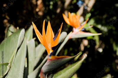 Papier peint  Beautiful Strelitzia or crane flower in soft forest light