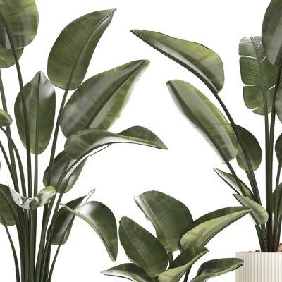 Papier peint  Beautiful Strelitzia Palm Tree In A Flower Pot 