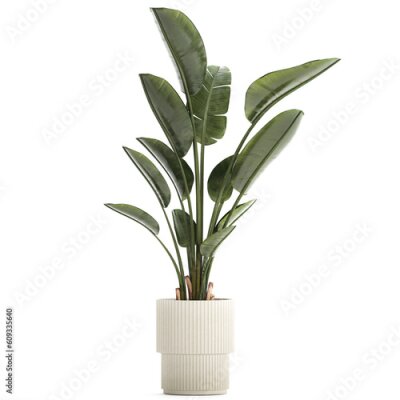 Papier peint  Beautiful Strelitzia Palm Tree In A Flower Pot 