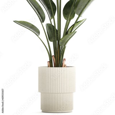 Papier peint  Beautiful Strelitzia Palm Tree In A Flower Pot 
