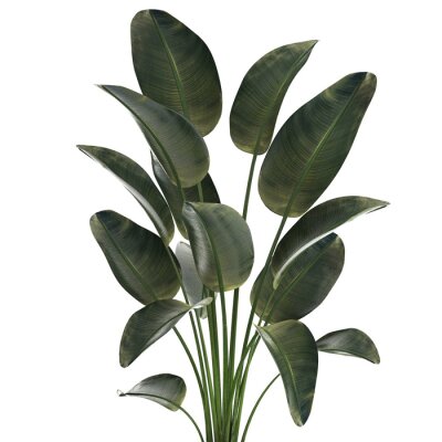 Papier peint  Beautiful Strelitzia Palm Tree In A Flower Pot 