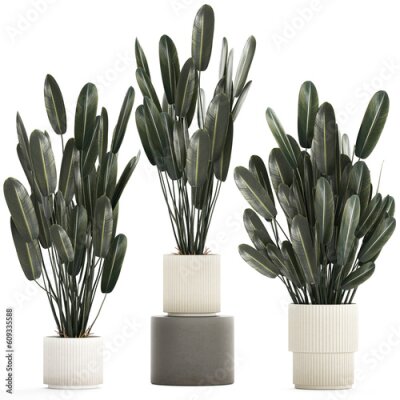 Papier peint  Beautiful Strelitzia Palm Tree In A Flower Pot 