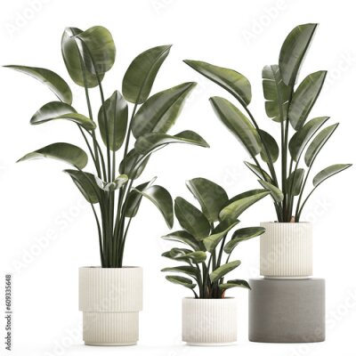 Papier peint  Beautiful Strelitzia Palm Tree In A Flower Pot 