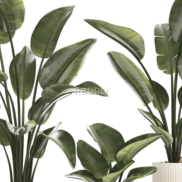 Papier peint  Beautiful Strelitzia Palm Tree In A Flower Pot 