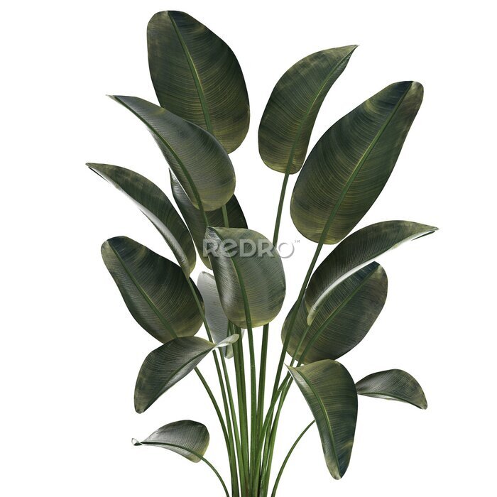 Papier peint  Beautiful Strelitzia Palm Tree In A Flower Pot 