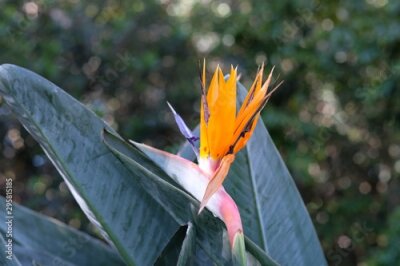Papier peint  Beautiful  strelitzia, plant with beautiful  bright orange colours and dark green leaves