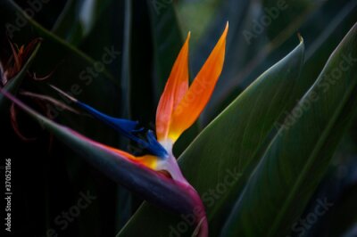 Papier peint  Beautiful Strelitzia reginae flower.