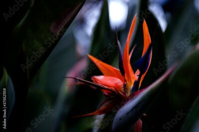 Papier peint  Beautiful Strelitzia reginae flower.