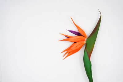 Papier peint  beautiful Strelitzia reginae flower isolated on white background