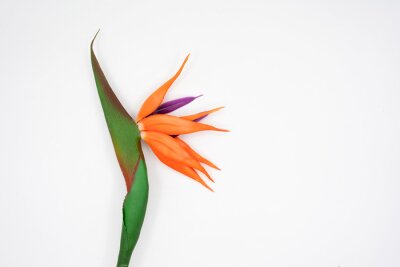 Papier peint  beautiful Strelitzia reginae flower isolated on white background