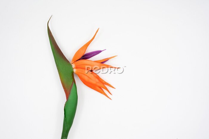 Papier peint  beautiful Strelitzia reginae flower isolated on white background