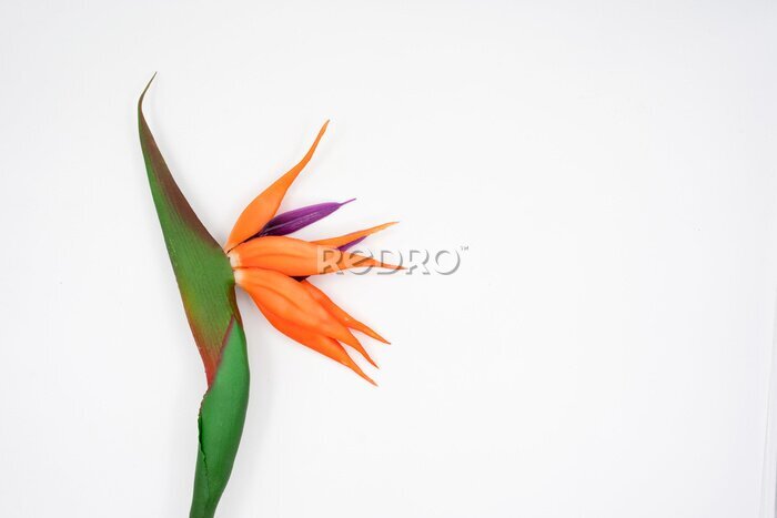 Papier peint  beautiful Strelitzia reginae flower isolated on white background