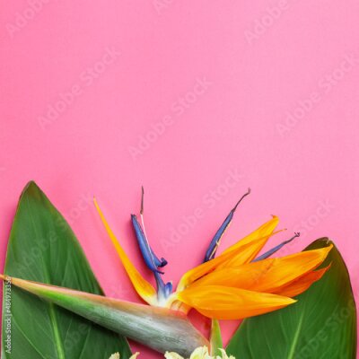 Papier peint  beautiful Strelitzia reginae flower on  pink paper background. Macro of Bird of Paradise on  color background, flower close-up.