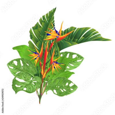 Papier peint  Beautiful Strelitzia reginae tropical flowers and banana leaves and monstera on white background vintage vector illustration editable hand draw
