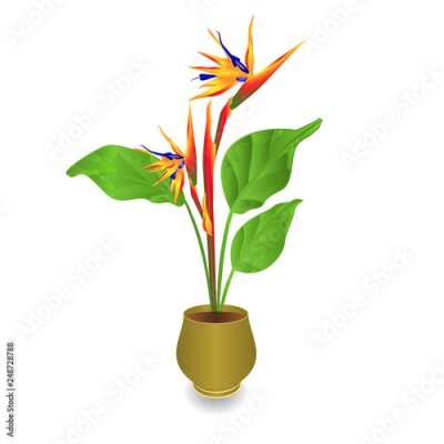 Papier peint  Beautiful Strelitzia reginae tropical flowers in pot isolated on white background vintage vector illustration editable hand draw