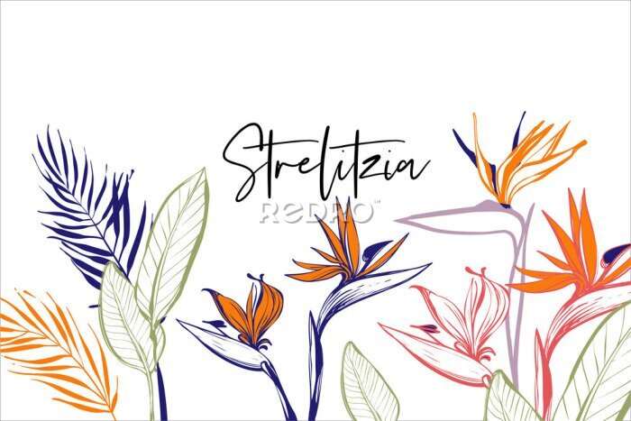 Papier peint  Beautiful strelitzia, tropical flowers, green banana leaf, palm bouquet card composition. Tropic outline floral illustrations. Tropical collection. Line sketch in watercolor style.
