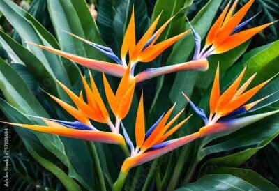 Papier peint  Beautiful tropical flower Strelitzia reginae in the garden. Bird of paradise outdoor. An evergreen perennial, it is widely cultivated for its dramatic