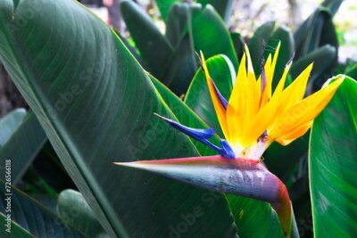 Papier peint  Beautiful tropical flower Strelitzia reginae in the garden. Bird of paradise outdoor. An evergreen perennial, it is widely cultivated for its dramatic flowers
