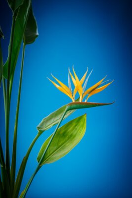 Papier peint  beautiful tropical Strelitzia flower on a blue background