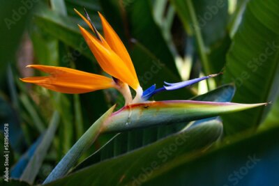 Papier peint  Beautiful unique Bird of Paradise (Strelitzia reginae) plant with orange and blue flowers on the green background. Brisbane Botanic Gardens Mt Coot-tha, Queensland, Australia