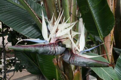 Papier peint  Beautiful white and blue flowers of Strelitzia Nicolai, also known as the Bird of Paradise