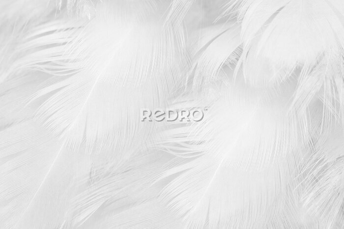 Papier peint  Beautiful white feather wooly pattern texture background