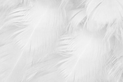 Papier peint  Beautiful white feather wooly pattern texture background