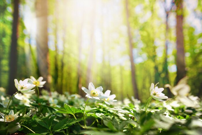 Papier peint  Beautiful white flowers of anemones in spring in a forest close-up in sunlight in nature. Spring forest landscape with flowering primroses.