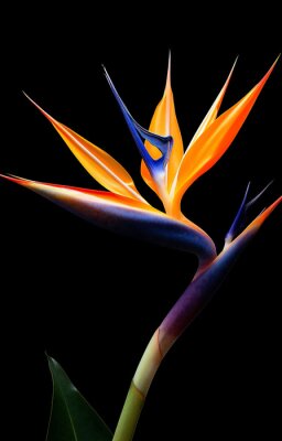 Papier peint  Beauty bloom nature exotic garden plant green orange tropic flower blossom floral strelitzia