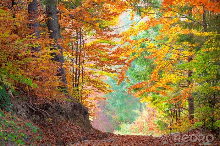 Papier peint  Beaux arbres d'automne dans la forêt coloré, jaune, vert sur
