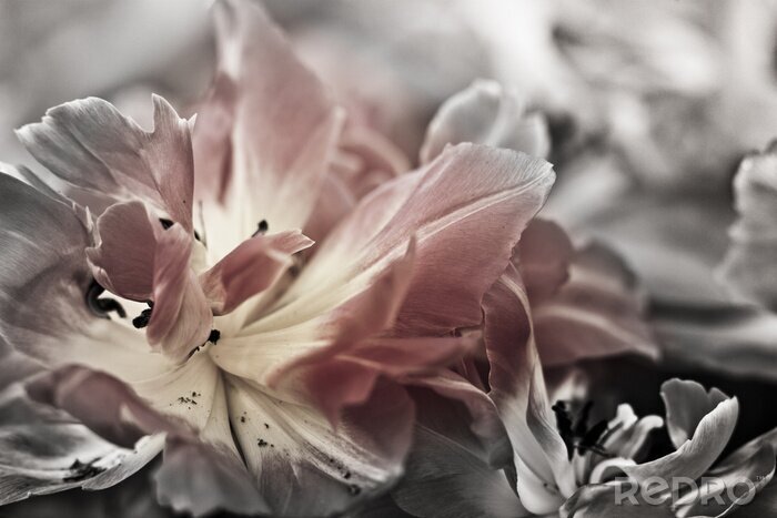 Papier peint  Beaux-arts de tulipes close-up, floue et nette