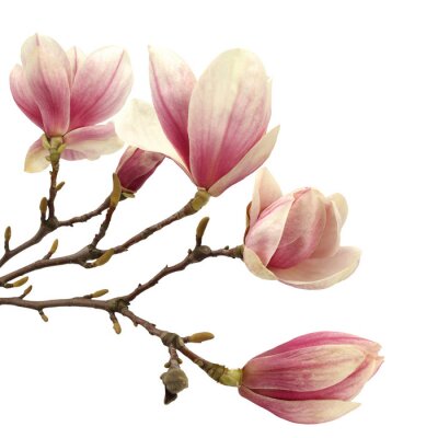 Papier peint  Beaux magnolias